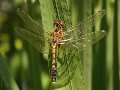 Leucorrhinia caudalis